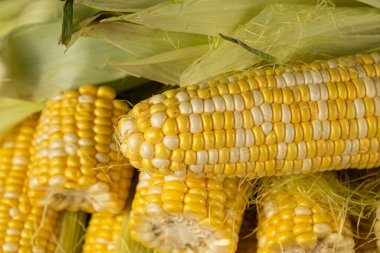 Yeşil kabuklu taze çiğ mısır koçanları..