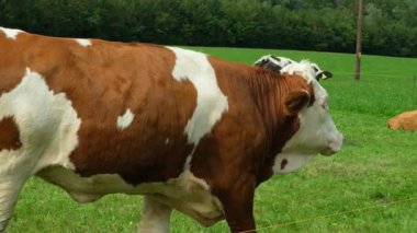 Yeşil çayırlarda otlayan alp kahverengi beyaz ineklere yakın çekim