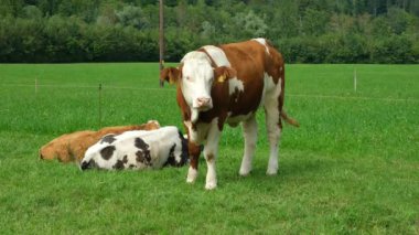Kahverengi ve Beyaz İnekler Idyllic kırsalında otluyor.