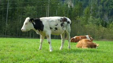 Genç siyah beyaz inek ormanda yürüyor..