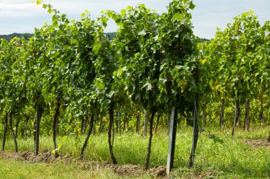 Yeşil asmaları, olgun üzümleri ve yuvarlanan kırsal tepeleri olan güzel Avrupa üzüm bağları..