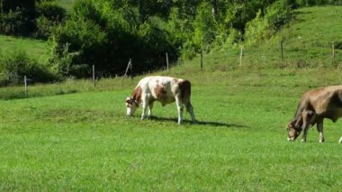 Bir grup boğa kırsal bölgedeki Orman yakınlarındaki Yeşil Çayırda otluyor.
