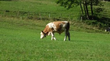 Ormanın yakınındaki çayırlarda otlayan sevimli kahverengi beyaz boğa..