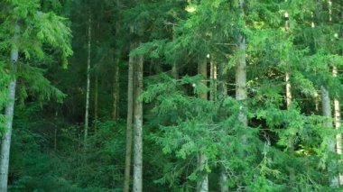 Büyülü Alp Ormanı 'ndaki ateş böcekleri gibi parlayan Mayıs sinekleri sürüsü..