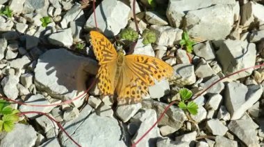 Turuncu Kahverengi Kanatlı ve Siyah Noktalı Alp Kelebeğinin Makro Yakın Çekimi, Yavaş Hareket.