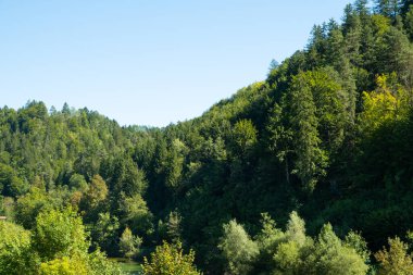 Avusturya 'nın ormanlarının güzel manzarası