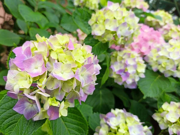 Flor de hortensias, Hydrangea macrophylla, floreciendo en primavera y verano en un jardín. Hydrangea macrophylla, hermoso arbusto de flores de hortensia. De cerca, borroso. — Foto de Stock