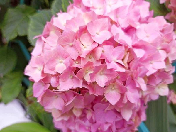 Pink flowers of hydrangea close-up. Natural hydrangea flowers background. — Stock Photo, Image