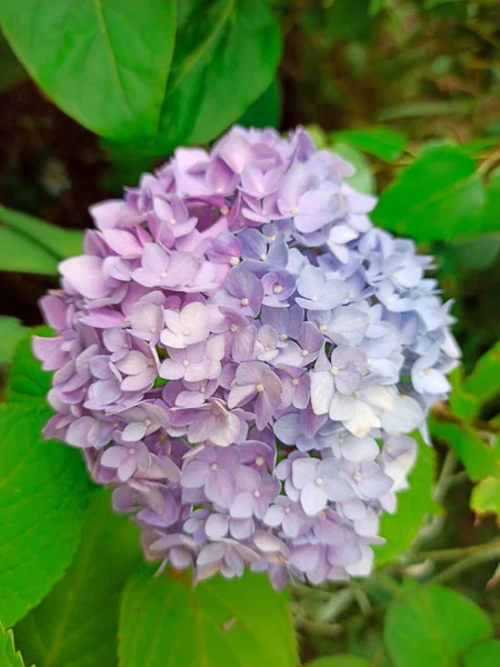 Flor de hortensia azul, Hydrangea macrophylla, floreciendo en primavera y verano en un jardín. De cerca, borroso. —  Fotos de Stock