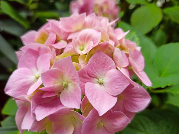 粉红的水仙花，特写。天然水仙花背景. — 图库照片