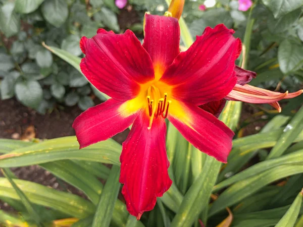 Red lily blooms in the spring in the garden. Big red lily flower close-up, macro — Stock Photo, Image