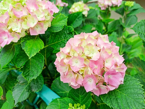 Kwiat hortensji, makrofilia hortensji, kwitnący wiosną i latem w ogrodzie. Hydrangea macrophylla, piękny krzak hortensji kwiaty — Zdjęcie stockowe