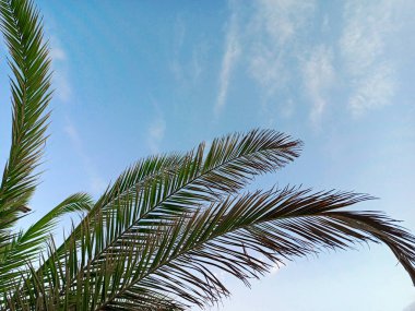 Mavi gökyüzü arka planında gün ışığında palmiye yaprakları, kopyalama alanı. Yaz mevsimini, tatili, tropikleri, doğayı, egzotiği düşünün..