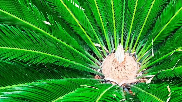 Palma flor colisão close-up. Folhas de samambaia da planta Cycas — Fotografia de Stock