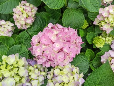 Bahçede açan ortanca çiçeği, yakından. Hydrangea makrophylla, çiçeklerle dolu güzel bir çalılık renkli bir çiçek arkaplanı yapmak için.. 