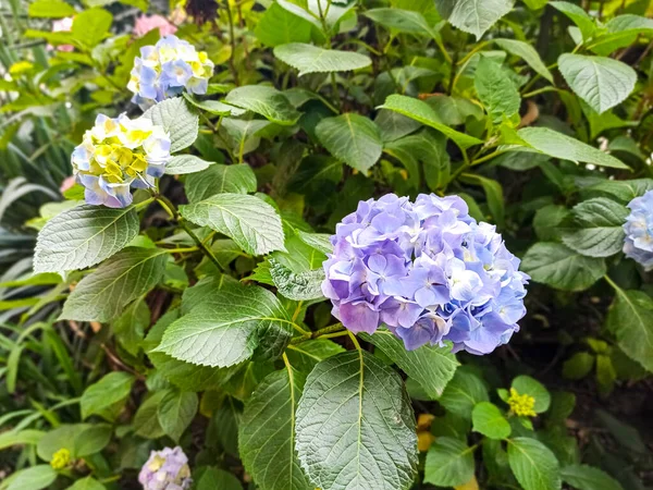 Niebieski kwiat hortensji, Hydrangea macrophylla, kwiaty w pełnym rozkwicie, aby kolorowe tło kwiatowe. — Zdjęcie stockowe