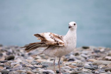Deniz kıyısına bakan bir martının portre görüntüsünü yakından çek. Beyaz bir kuş kayalık bir sahilde oturur. Doğal mavi su arka planı. Bulanık
