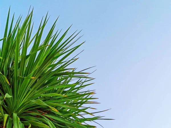 Тропічні пальми на фоні блакитного неба. Концепція літніх канікул, відпочинку та релаксації. Копіювати простір — стокове фото