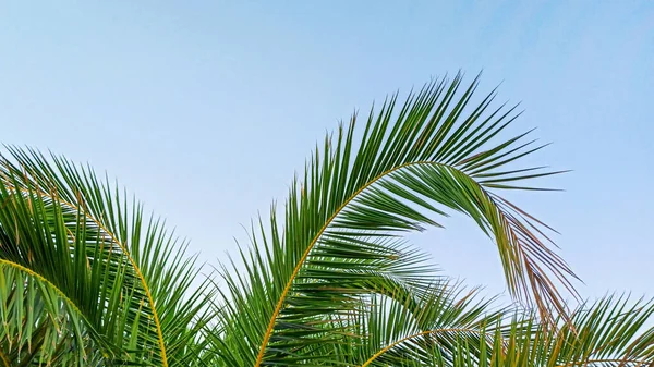 Вечером на небе листья пальмы. Летние тропические каникулы — стоковое фото