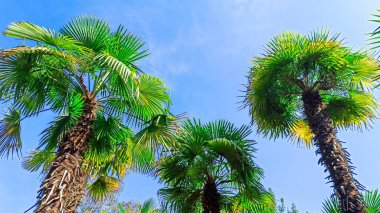 Mavi arka planda tropik palmiye ağacı. Yaz tatili, tatil, deniz, plaj, dinlenme. Boşluğu kopyala