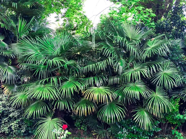 Trachicarpus Fortune Palmeira. Palmeiras tropicais com folhas de leque . — Fotografia de Stock