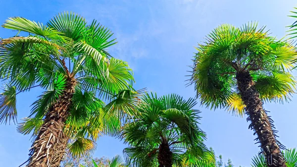 Palma tropicale su sfondo cielo blu. Concetto estate, vacanze, vacanze, mare, spiaggia, relax. Copia spazio — Foto Stock