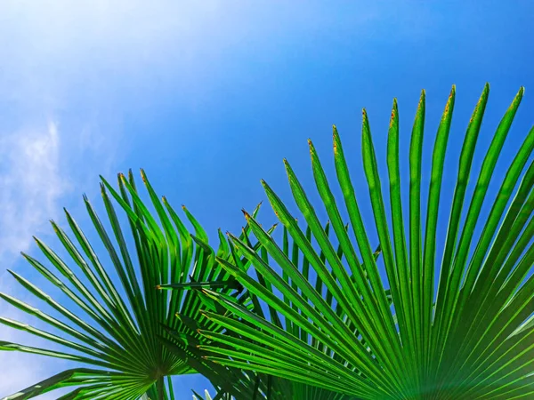 Tropiska palmblad bakgrund, kokos palmer perspektiv utsikt. Palmblad och sol på blå himmel. Begreppet sommar, semester, koppla av — Stockfoto