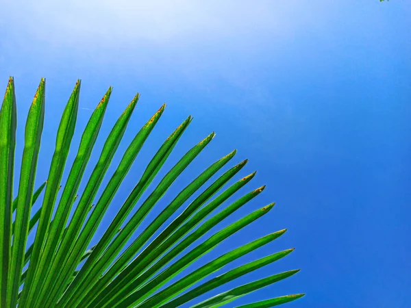 Palmeira ao sol contra um céu azul. Conceito verão, férias, férias, mar, praia, relaxamento. Espaço de cópia — Fotografia de Stock