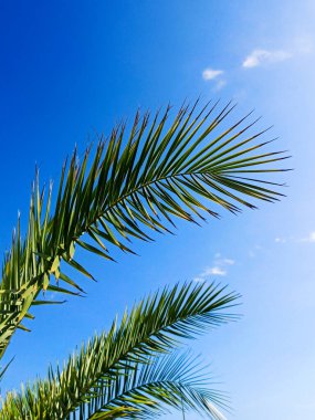 Mavi gökyüzü arka planında gün ışığında palmiye yaprakları, kopyalama alanı. Yaz mevsimini, tatili, tropikleri, doğayı, egzotiği düşünün..