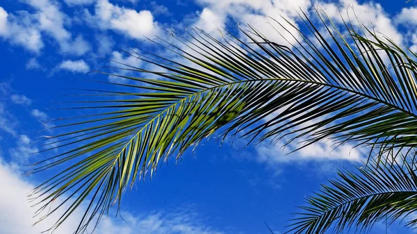 Palm leaves on blue sky background close up. Concept summertime, vacation, tropics, nature, exotic. — Stock Photo, Image
