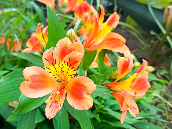 Alstroemeria orange flowers in full bloom to make a colourful floral background. Close-up of beautiful peruvian lily, lily of the Incas. — Stock Photo, Image