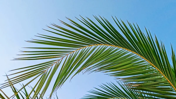 热带棕榈树的美丽叶子。在蓝天的背景上与棕榈叶约会。夏天、假期、放松的概念 — 图库照片