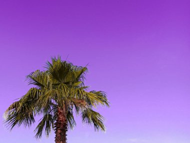  Mor sıradışı gökyüzü arka planında bir palmiye ağacı. Boşluğu kopyala