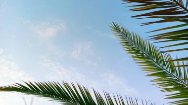  Mavi arka planda palmiye yaprakları. Palmiye yaprakları tropik büyük klan. Yaz tatili ve rahatlama kavramı.