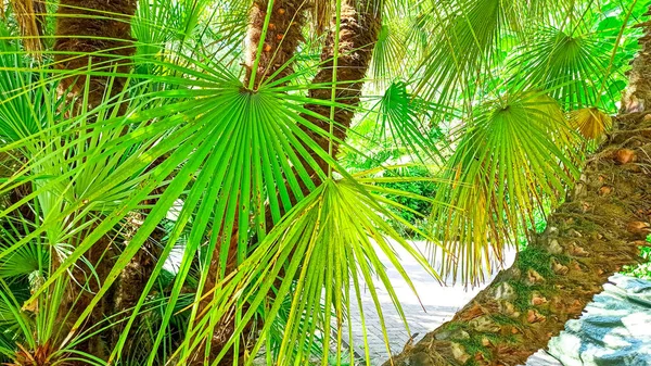 Соковиті зелені листя тропічного пальмового фону. Концепція яскравих літніх канікул — стокове фото