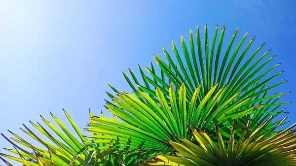 Тропічна пальма на сонці на фоні блакитного неба. Концепція літні канікули, відпустка та релаксація — стокове фото