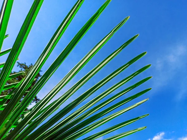 Тропічний фон пальмового листя, вид на кокосові пальми. Пальмове листя і сонце на блакитному небі. Концепція літо, відпустка, розслабтеся — стокове фото