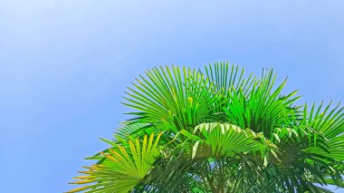 Mavi gökyüzüne karşı gün ışığında palmiye ağacı. Yaz tatili, tatil, deniz, plaj, dinlenme. Boşluğu kopyala