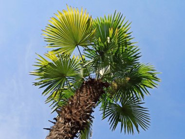  Mavi arka planda gün ışığında tropik palmiye ağacı. Yaz tatili, tatil ve rahatlama kavramları