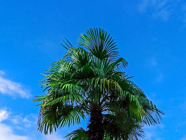  Mavi arka planda güneş ışığında tropik palmiye ağacı. Yaz tatili, tatil ve rahatlama kavramları