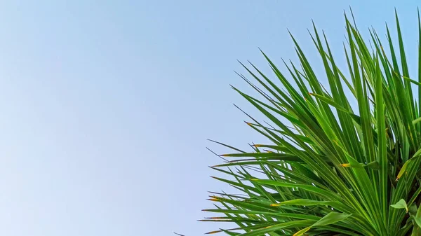 Пальмове листя на фоні блакитного неба. Листя пальмового тропічного великого роду. Концепція літнього відпочинку та релаксації — стокове фото