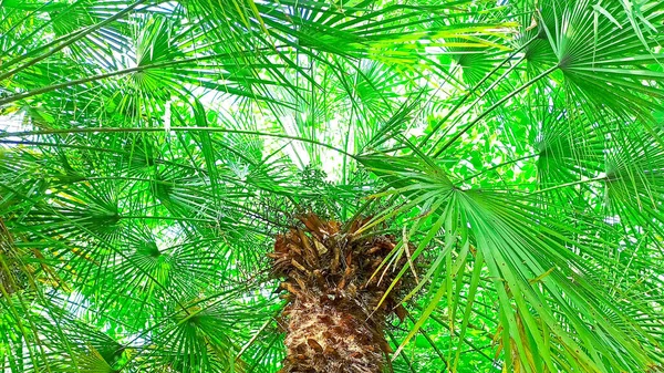 Соковиті зелені листя тропічного пальмового фону. Концепція яскравих літніх канікул — стокове фото