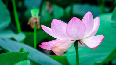  Güzel, yalnız, kayıp çiçek. Yakın plan. Nilüfer suda yetişir. Lily yeşil arka planda çiçek açar.