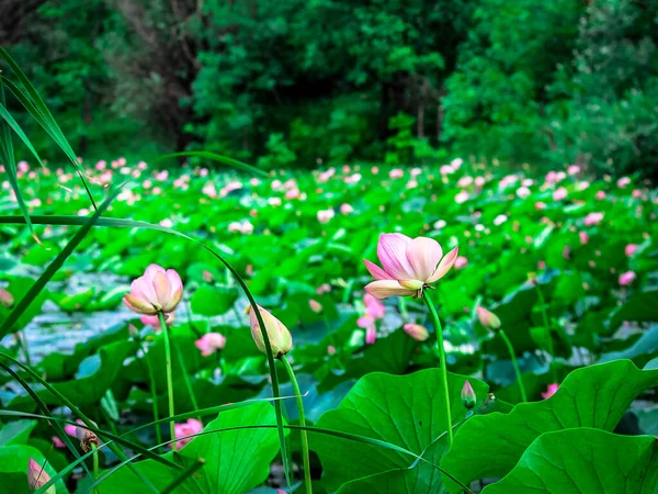 Beautiful lotus flowers on the pond. Flowers for landscape design — Stock Photo, Image