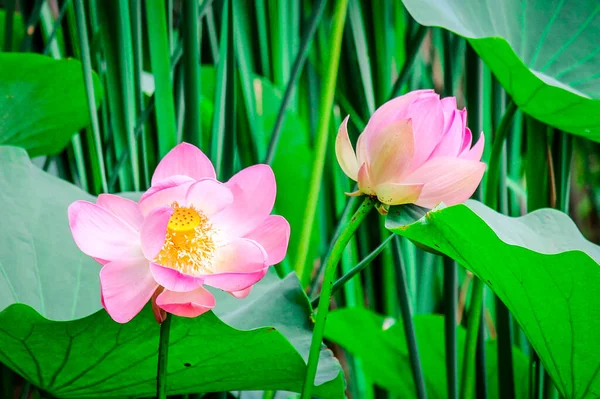 Lotus flower blooms under the rays of the sun among the green grass in the pond. Water lily on lotus lake