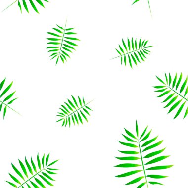 Palmiye yaprakları pürüzsüz. Beyaz arkaplanda izole tropikal yapraklar