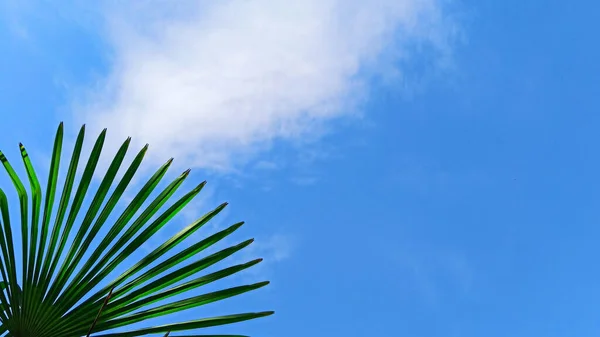 Fundo de folha de palma tropical, vista de perspectiva de coqueiros. Folhas de palma e sol no céu azul. Conceito verão, férias, relaxar — Fotografia de Stock