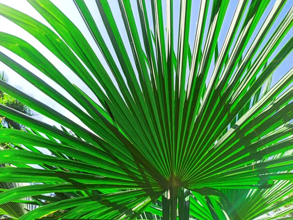 Трахікарпус Фортуна - пальма. Тропічні пальми з листя віяла.. — стокове фото