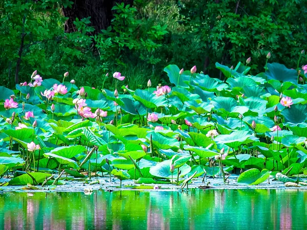  Lotus doğal bir gölette çiçek açar. Lotus gölünde su çiçekleri yetişir. Seçici odak