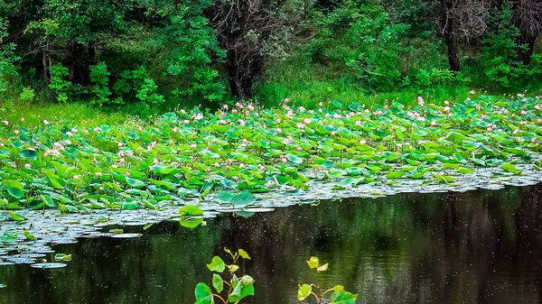 天然の池に蓮の花。蓮湖では水生の花を咲かせます。選択的焦点 — ストック写真